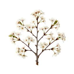 Cherry tree in blossom