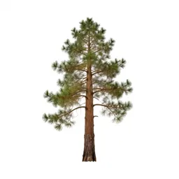 Coastal redwood
