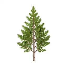 Cypress