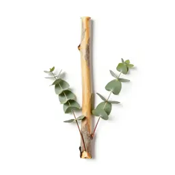 Eucalyptus with peeling bark