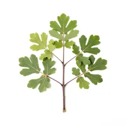 Fig tree with fruit