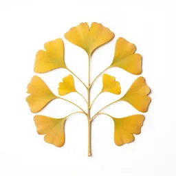 Gingko in autumn