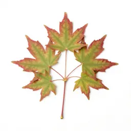Japanese maple