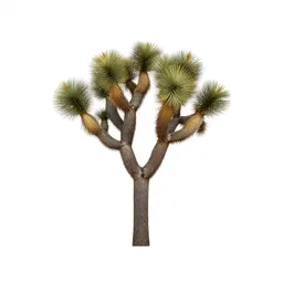 Joshua tree