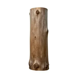 Kauri trunk