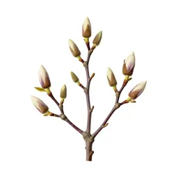 Magnolia tree in bud
