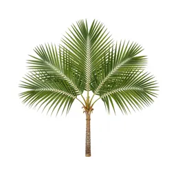 Nikau palm