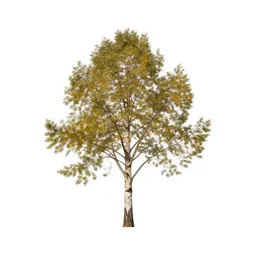 Paperbark tree
