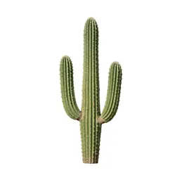 Saguaro cactus
