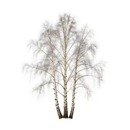 Silver birch stand