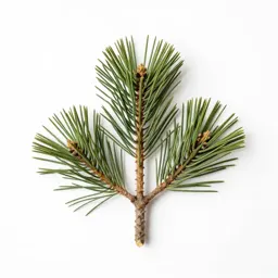 Stone pine