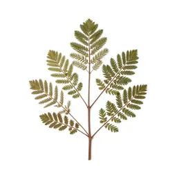 Totara