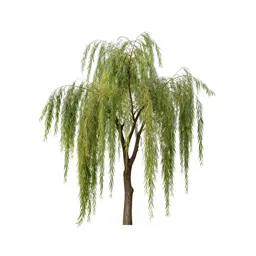 Weeping willow