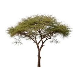 Acacia on savannah