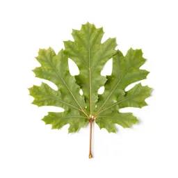 English oak in full leaf