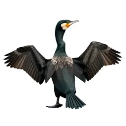 Cormorant drying its wings
