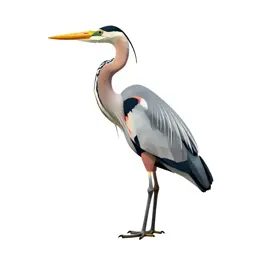 Heron standing still