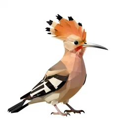 Hoopoe with its crest raised