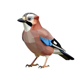 Jay with acorn