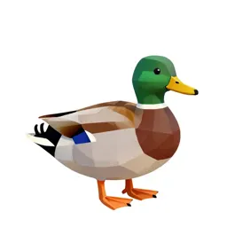 Mallard duck