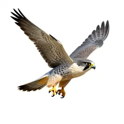 Peregrine falcon stooping