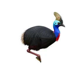 Pukeko mid-stride