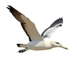 Royal albatross gliding