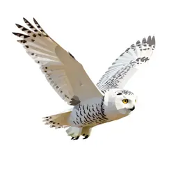 Snowy owl in flight