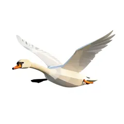 Swan gliding