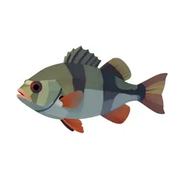Bio-luminescent deep sea fish