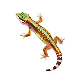 Gecko on glass