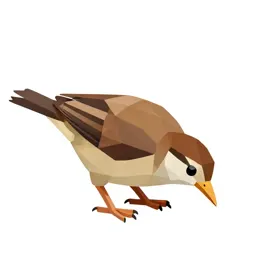 Kiwi bird foraging