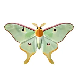 Luna moth