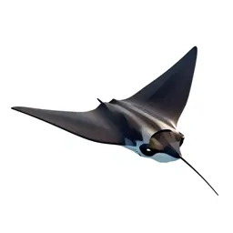 Manta ray gliding