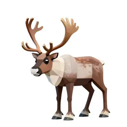 Reindeer with full antlers