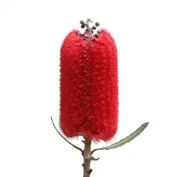 Banksia flower