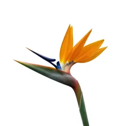 Bird of paradise flower