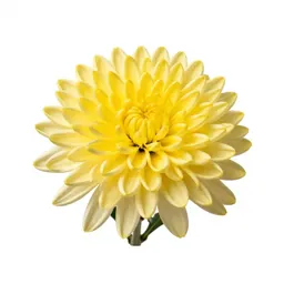 Chrysanthemum