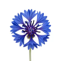 Cornflower