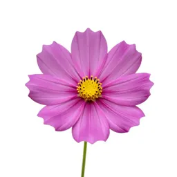 Cosmos flower