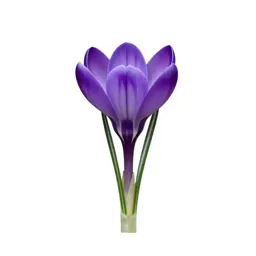 Crocus