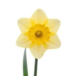 Daffodil