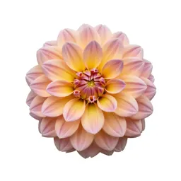 Dahlia with tight petals