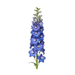 Delphinium stem