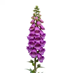 Foxglove spire