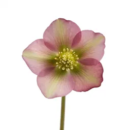 Hellebore nodding