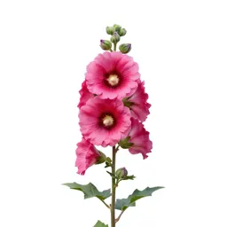 Hollyhock