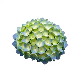Hydrangea head