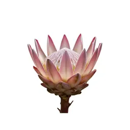 King protea