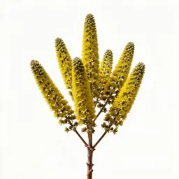 Kowhai flower cluster